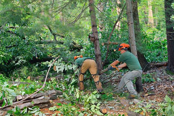 How Our Tree Care Process Works  in  Keenesburg, CO